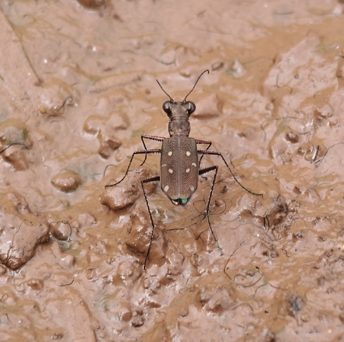 Cylindera, 2026-10-20