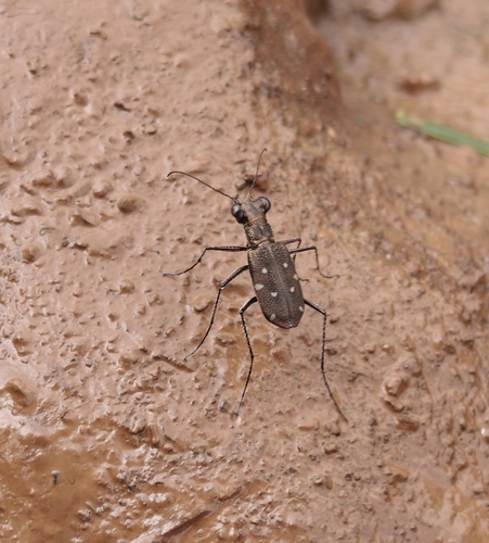 Cylindera, 2026-10-20