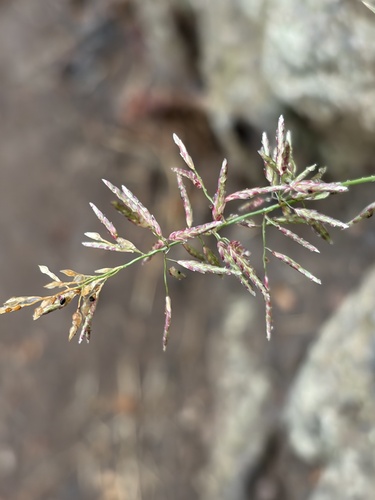 Eragrostis barrelieri observed 2026-10-18