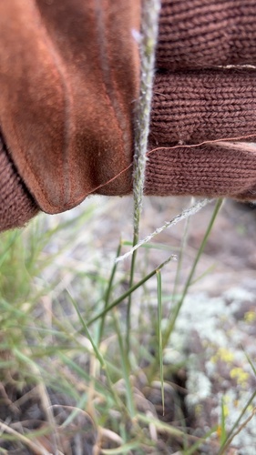 Arizona cottontop