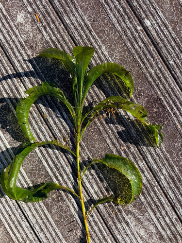 Potamogeton amplifolius, 2026-10-20