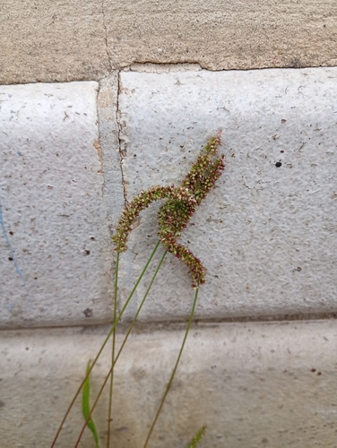 Setaria verticillata observed 2026-10-20