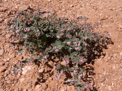 Euphorbia capitellata