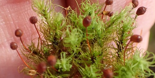 Bartramia pomiformis observed 2026-10-18