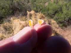 Smicronyx sculpticollis