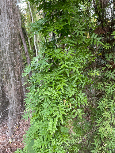 Lygodium microphyllum observed 2026-10-20