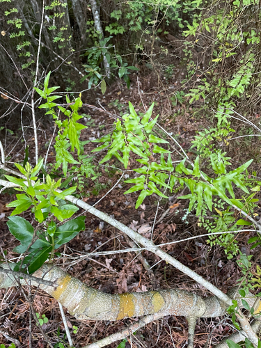 Lygodium microphyllum observed 2026-10-20