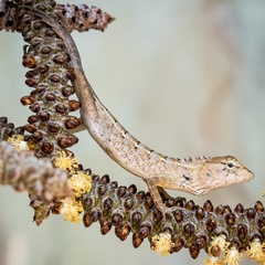 Calotes versicolor