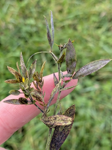 Lathyrus pratensis observed 2026-10-20