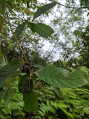 Alniphyllum pterospermum
