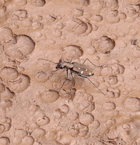 Cylindera, 2026-10-20