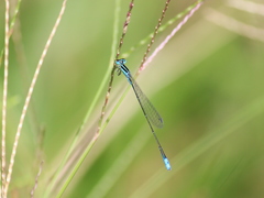 Aciagrion occidentale
