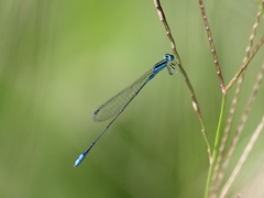 Aciagrion occidentale