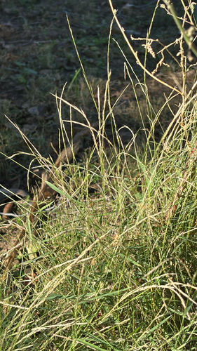 Muhlenbergia schreberi, 2026-10-20