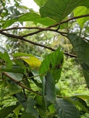 Alniphyllum pterospermum