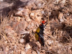 Tegrodera aloga