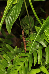 Neohirasea hongkongensis