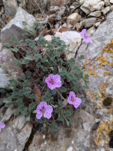 Rock stork's-bill (Erodium foetidum)