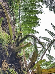 Phlegmariurus squarrosus