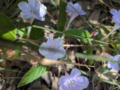Ruellia humilis observed 2026-10-19
