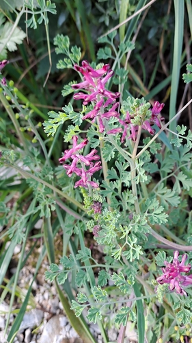 Fumaria officinalis observed 2026-10-20