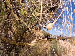 Smicronyx sculpticollis