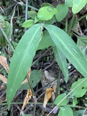Aneilema dregeanum