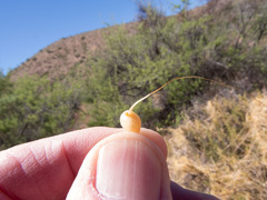 Smicronyx sculpticollis