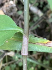 Aneilema dregeanum