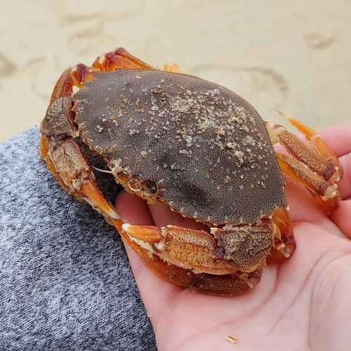 Atlantic Rock Crab, photo 5 of 10