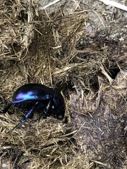 Trypocopris vernalis