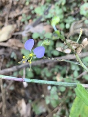 Aneilema dregeanum