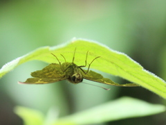 Caprona ransonnettii