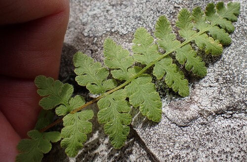 Woodsia ilvensis observed 2026-10-18