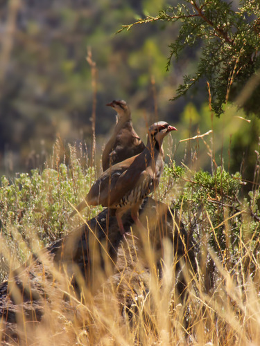 iNaturalist image
