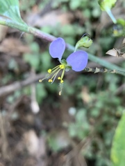 Aneilema dregeanum