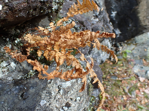 Woodsia ilvensis observed 2026-10-18