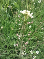 Capsella bursa-pastoris