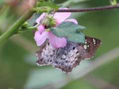 Caprona ransonnettii