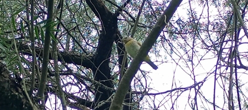 Saffron Finch