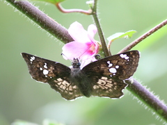Caprona ransonnettii