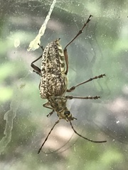 Anthophylax attenuatus