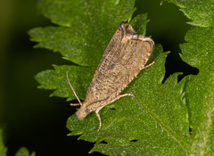Dichrorampha sedatana