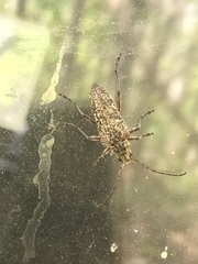 Anthophylax attenuatus