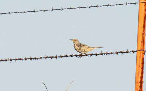 Sage Thrasher