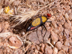 Tegrodera aloga