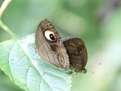 Mycalesis junonia