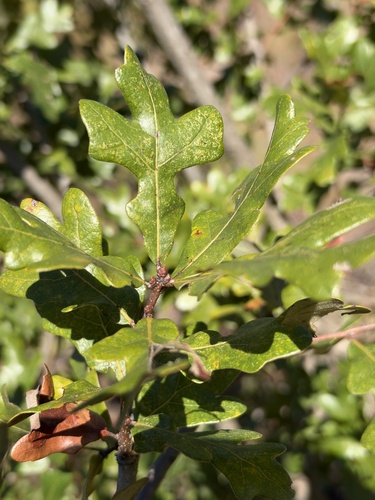 Margaretta observed 2026-10-19