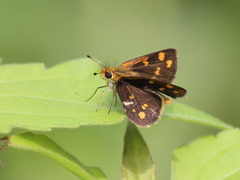 Taractrocera ceramas