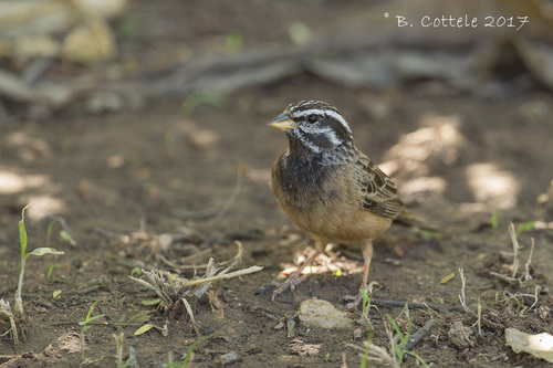 iNaturalist image